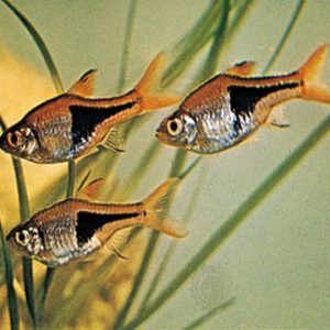 Harlequin Rasbora 3.5cm