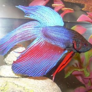 Veiltail Siamese Fighting Fish 5cm