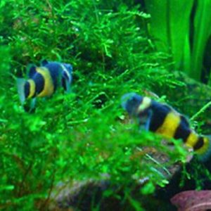 Bumblebee Goby 3cm