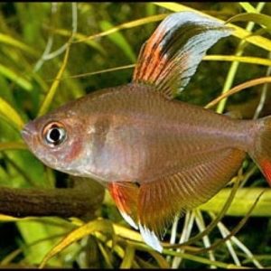 Rosy Tetra 3cm