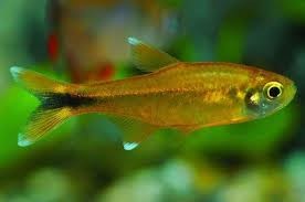 Silvertip Tetra 3cm