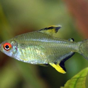 Lemon Tetra 3cm