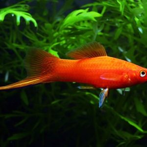 Red Swordtail 5cm