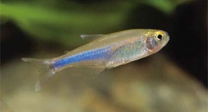 Conchu Blue Tetra