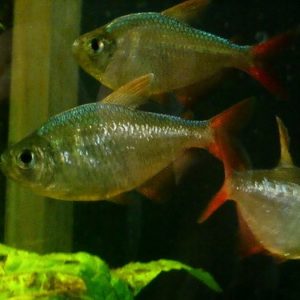 Columbian Tetra 3cm