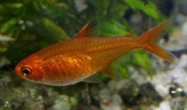 Ember Tetra