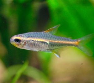 Glowlight Tetra 2cm