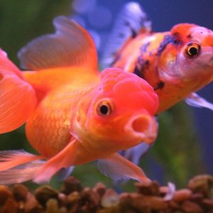 Oranda Red 12-15cm