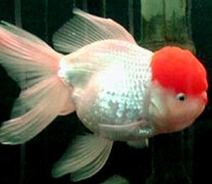 Oranda Red Cap 5cm