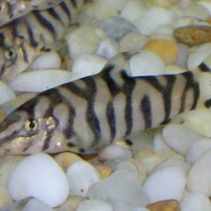 Pakistani Loach 4cm