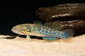 Purple Spot Gudgeon 6cm