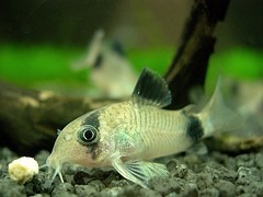 Panda Cory 2.5cm