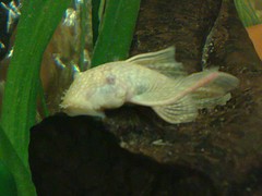 Albino Bristlenose 3.5cm