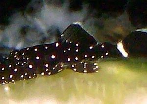 Peppermint Bristlenose 3cm