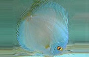 Cobolt Blue Discus 9cm