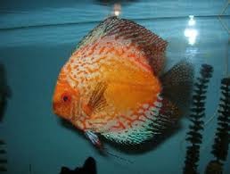 Pigeonblood Discus 9cm