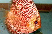 Red Snakeskin Discus 7cm