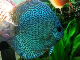 Blue Snakeskin Discus 7cm