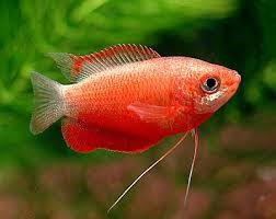 Red Honey Gourami 4cm