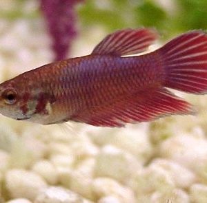 Female Veiltail Siamese Fighting Fish 5cm