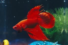 Red Veiltail Siamese Fighting Fish 5cm