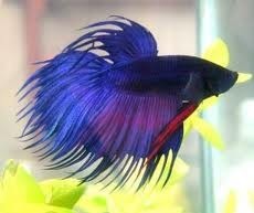 Blue Crowntail Siamese Fighting Fish 5cm