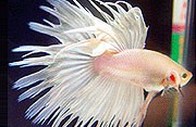 Blue Crowntail Siamese Fighting Fish 5cm