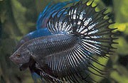 Black Crowntail Siamese Fighting Fish 5cm