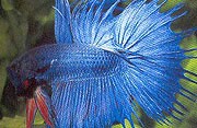 Assorted Crowntail Siamese Fighting Fish 5cm