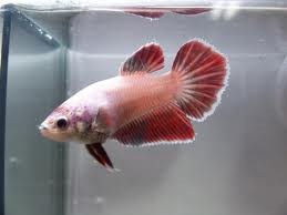 Assorted Super Delta Female Siamese Fighting Fish 5cm