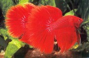 Assorted Half Moon Male Siamese Fighting Fish 5cm