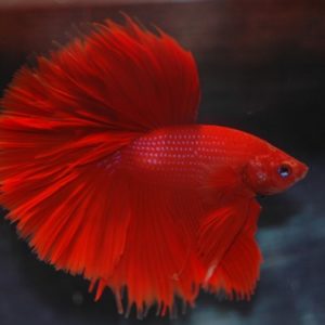 Red Half Moon Male Siamese Fighting Fish 5cm