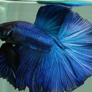 Blue Half Moon Male Siamese Fighting Fish 5cm