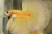 Assorted Half Moon Male Siamese Fighting Fish 5cm