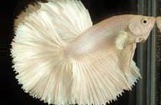 White Half Moon Male Siamese Fighting Fish 5cm