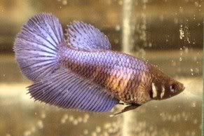 Assorted Half Moon Female Siamese Fighting Fish 5cm