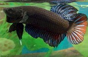 Giant Male Siamese Fighting Fish 5cm