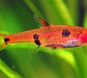 Maculata Rasbora 1cm