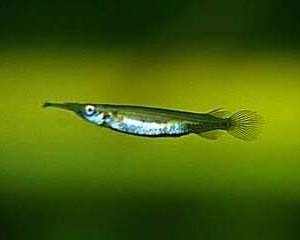 Halfbeak 4.5cm