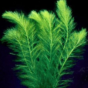 Filigree Milfoil