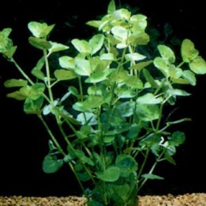 Gold Pennywort