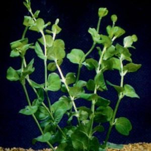 Green Pennywort