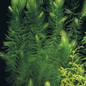 Hornwort