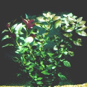 Ludwigia