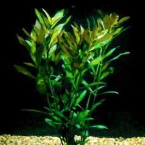 Narrow Ludwigia