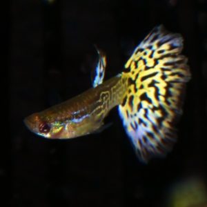 Leopard Tail Male Guppy