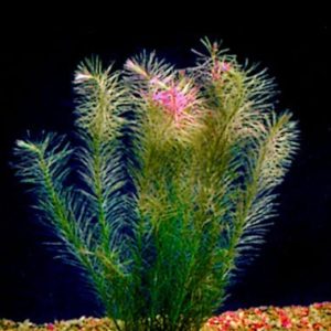 Rotala Wallichii