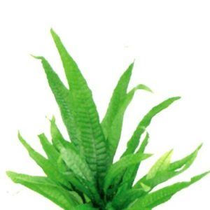 Java Fern Medium