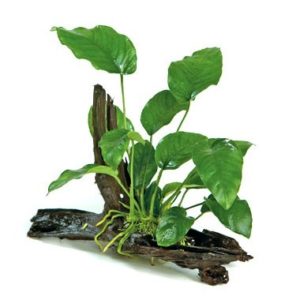 Anubias Barteri Mini Driftwood