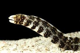 Snowflake Eel